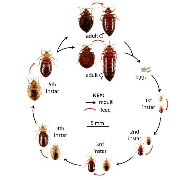 
                    Diagram illustrating the life cycle of bed bugs, including stages from eggs to adult forms, with labels for each instar and key actions like moult and feed, relevant for identifying bed bugs and understanding their development.
                          