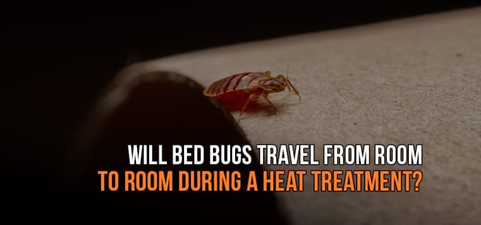 
                    Will Bed Bugs Travel from Room to Room During a Heat Treatment?
                          