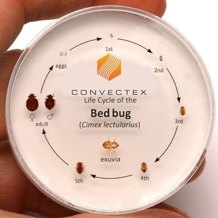 
                    A Simple Bed Bug Inspection Guide
                          