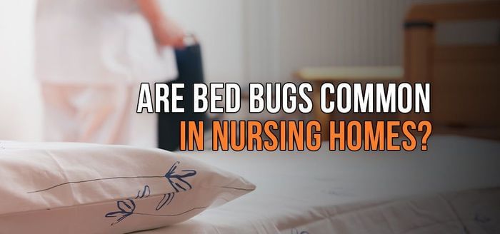 
                    Are Bed Bugs Common in Nursing Homes?
                          