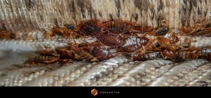 
                    Bed bugs on couch
                          
