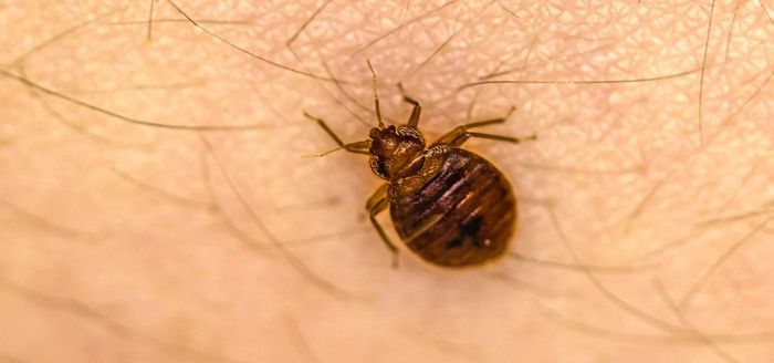 
                    Adding Bed Bug Treatments to Your Business?
                          
