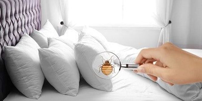 
                    The 5 Most Common Ways Bed Bugs Enter Your Home
                          