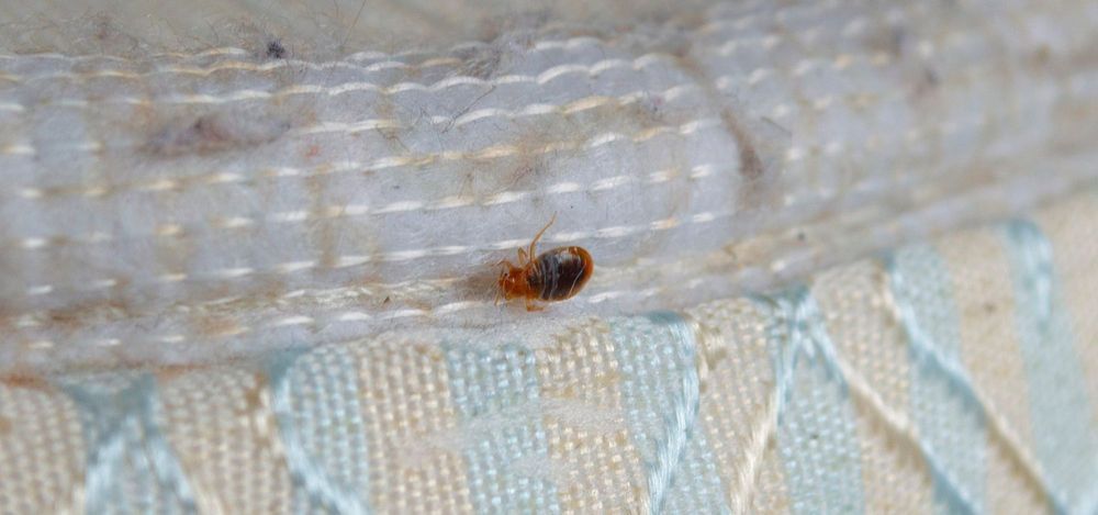 
                Keep Bed Bugs Out!  Tips For Your Tenants – Part 2
                      