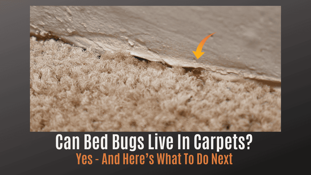 
                Can Bed Bugs Live in Carpets?  Yes—and Here’s What to Do Next
                      