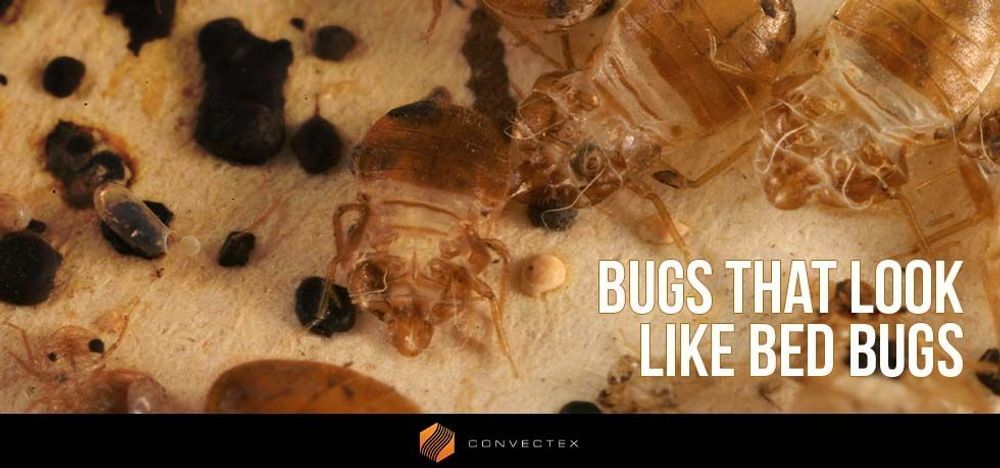 
                Bugs that look like a bed bug
                      