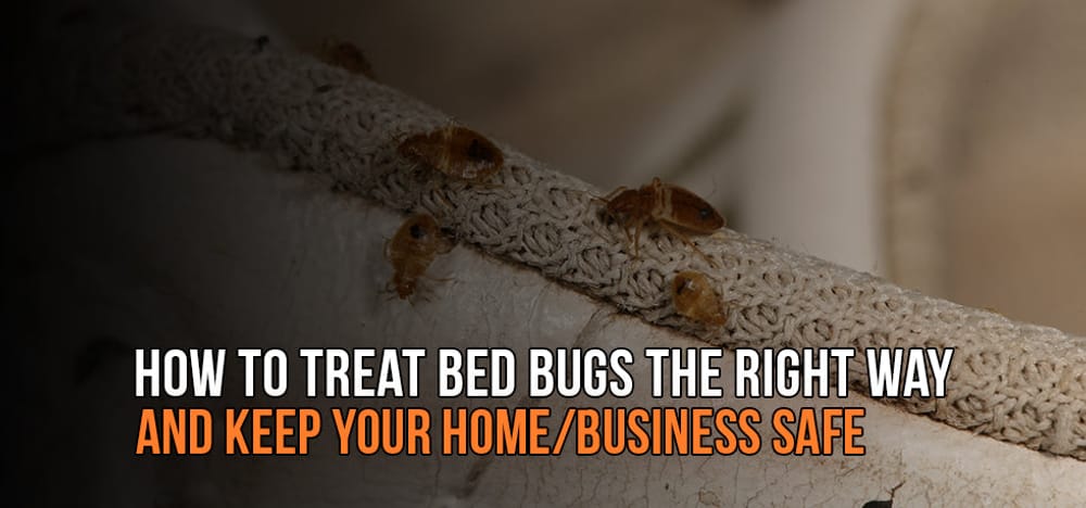 The Right Way to Treat Bed Bugs and Keep Your Home Safe