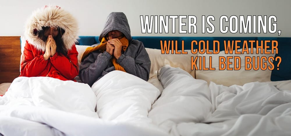 Winter Is Coming, Will Cold Weather Kill Bed Bugs? Winter Is Coming, Will Cold Weather Kill Bed Bugs?