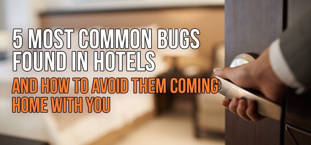 
                5 most common bugs found in hotels and how to avoid bringing them home, with a hand opening a hotel room door.
                      