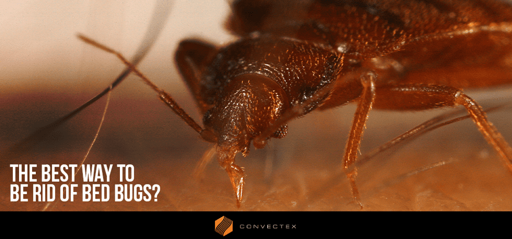 
                What is the best way to get rid of bed bugs? 
                      