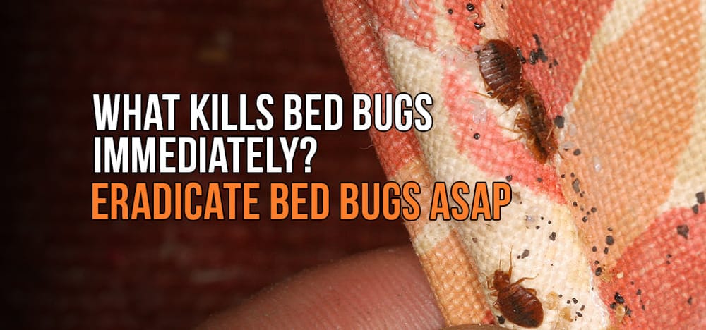 
                What Kills Bed Bugs Immediately? Eradicate Bed Bugs ASAP
                      