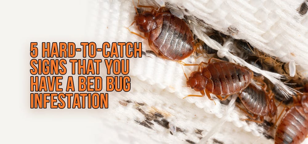 Bed Bug Infestation Signs