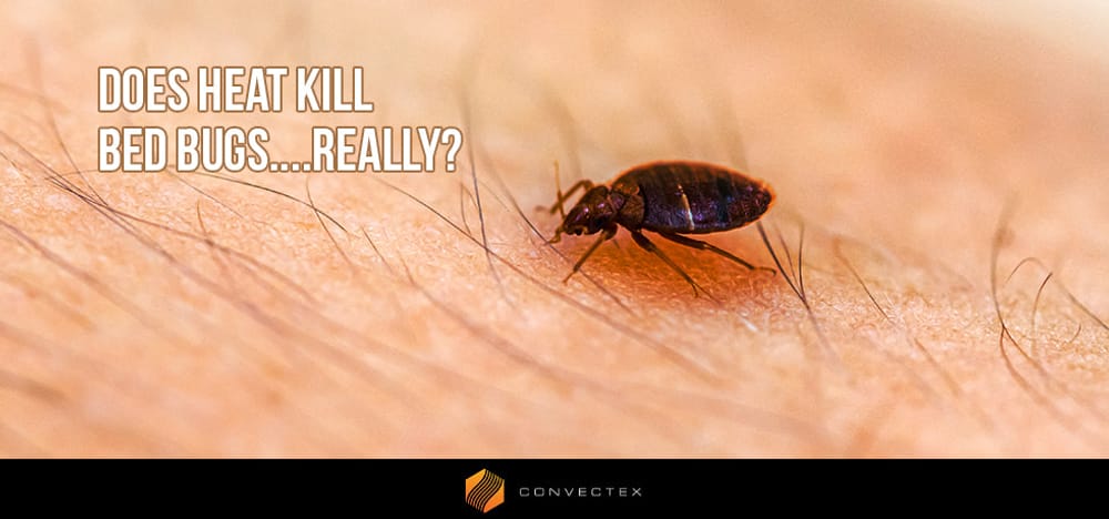 
                Can Heat Kill Bed Bugs... Really?
                      