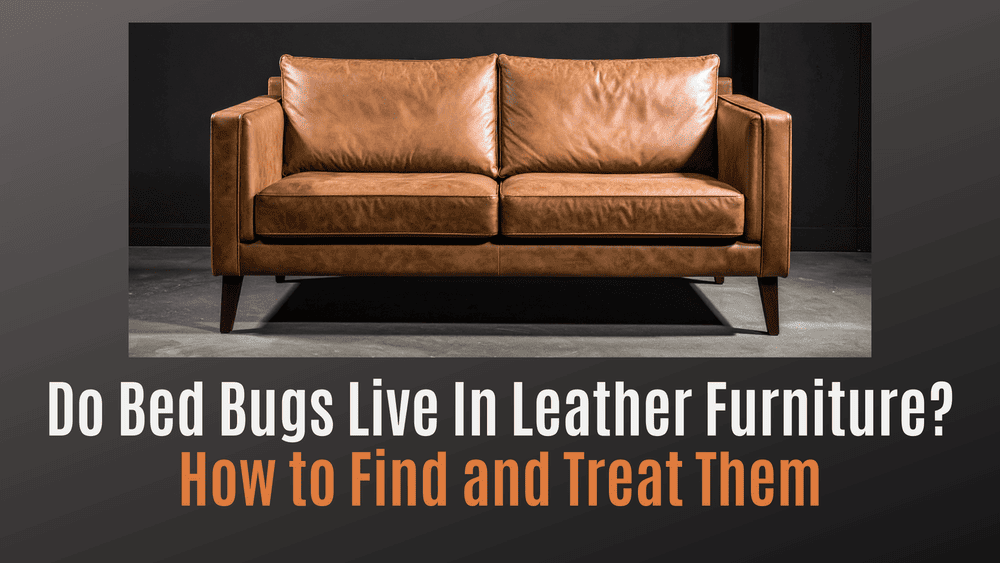 
                Do Bed Bugs Live in Leather Furniture? How to Find and Treat Them
                      