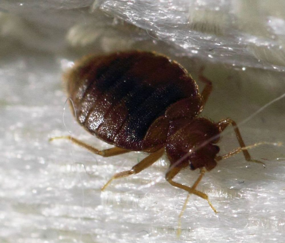 
                Why Are Bed Bugs So Hard To Kill?
                      