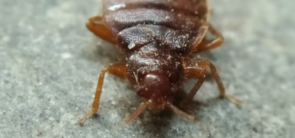 bed bug head