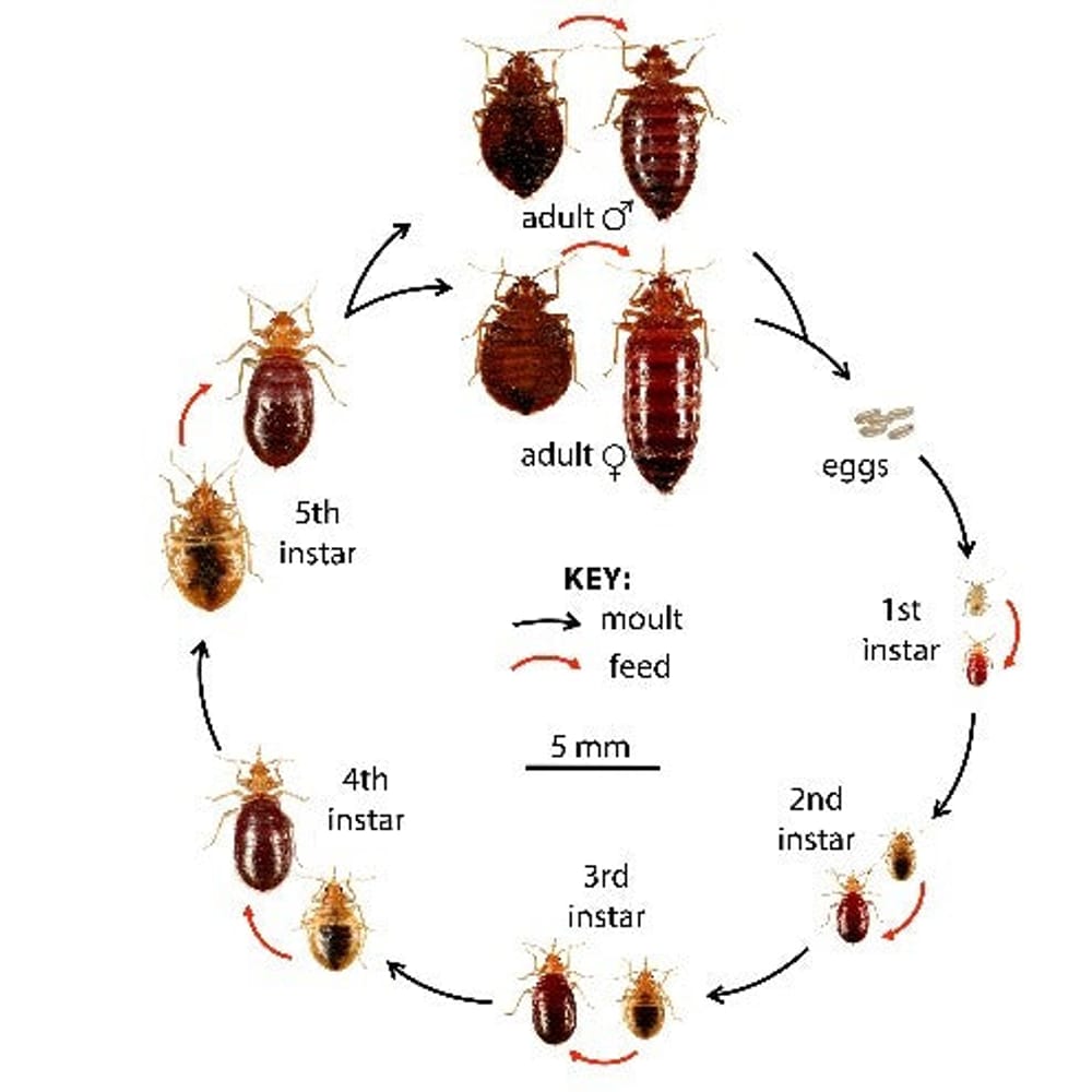 
                Diagram illustrating the life cycle of bed bugs, including stages from eggs to adult forms, with labels for each instar and key actions like moult and feed, relevant for identifying bed bugs and understanding their development.
                      