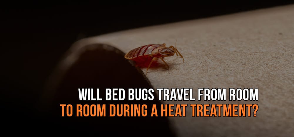 
                Will Bed Bugs Travel from Room to Room During a Heat Treatment?
                      