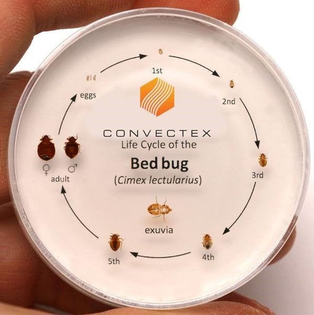 
                A Simple Bed Bug Inspection Guide
                      