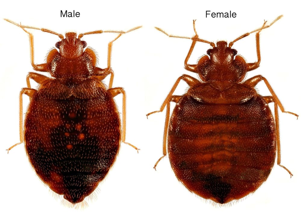 Bed bug male and female