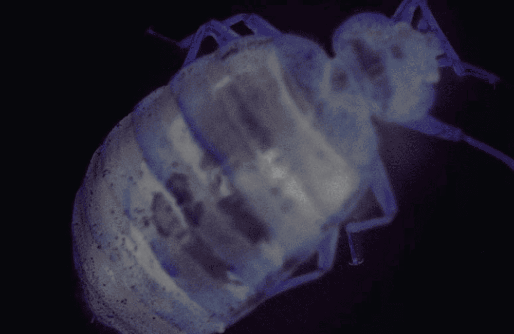 Start a Bed Bug Heat Company