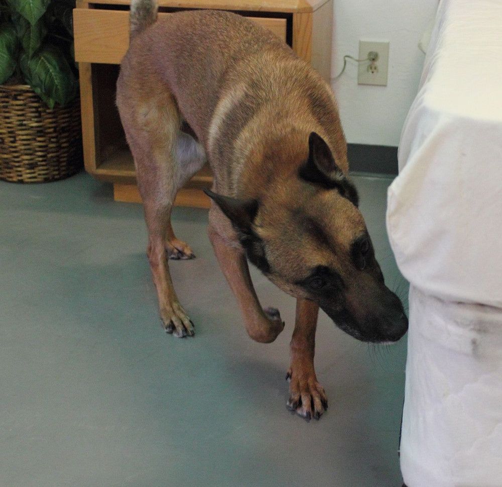 
                Why Your Pest Control Business Needs Bed Bug Detection K-9’s
                      
