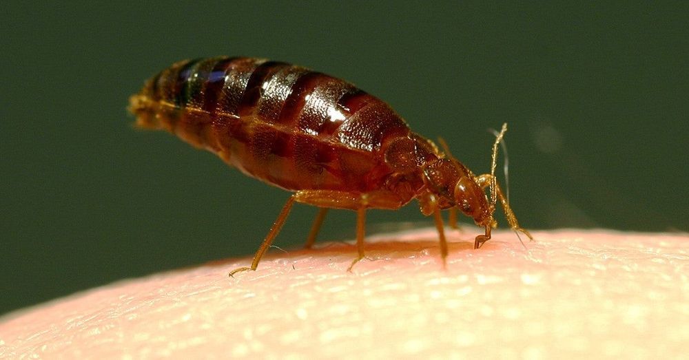 
                bed bug feeding on blood
                      