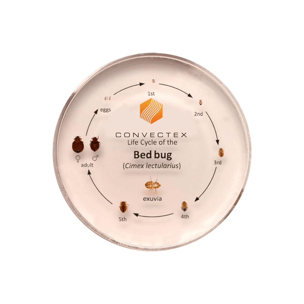 Bed Bug Life Cycle