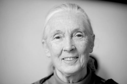 Jane Goodall