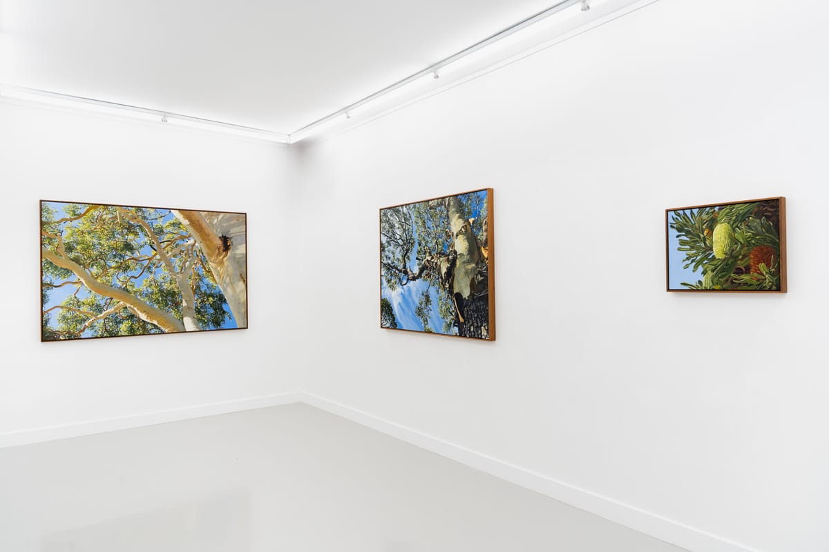 Judith Sinnamon - Installation view 'Treescapes'