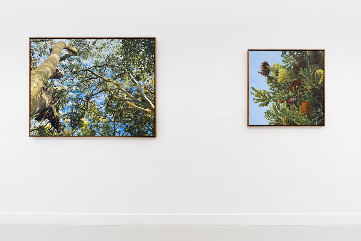 Judith Sinnamon - Installation view 'Treescapes'