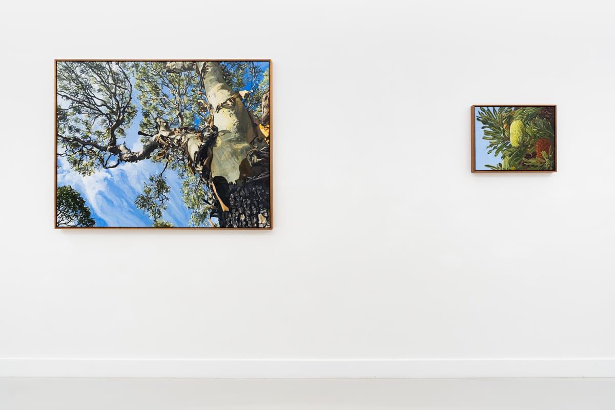 Judith Sinnamon - Installation view 'Treescapes'