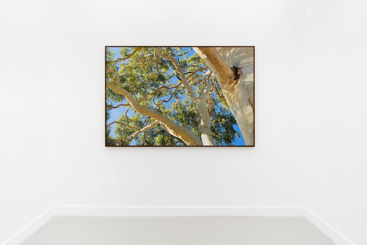 Judith Sinnamon - Installation view 'Treescapes'