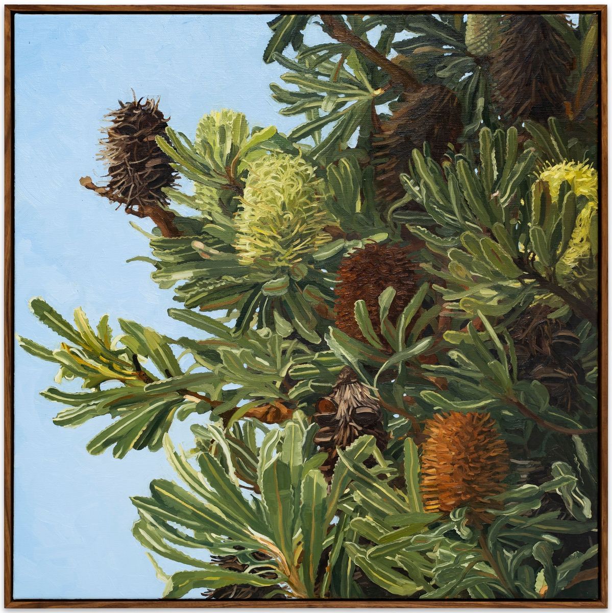 Judith Sinnamon - Wallum Banksia (Aemula) #3