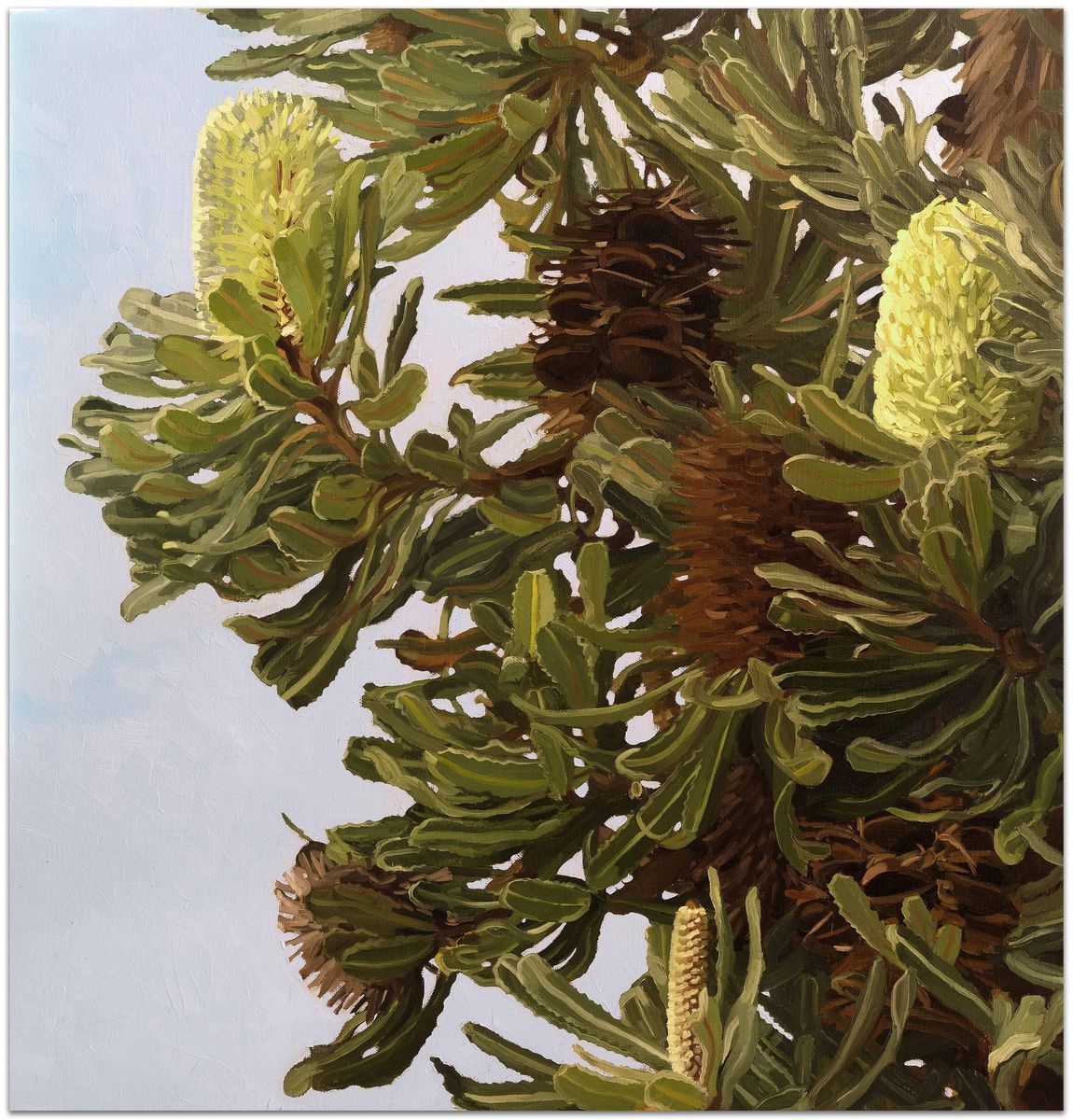 Judith Sinnamon - Wallum Banksia (Aemula) #1