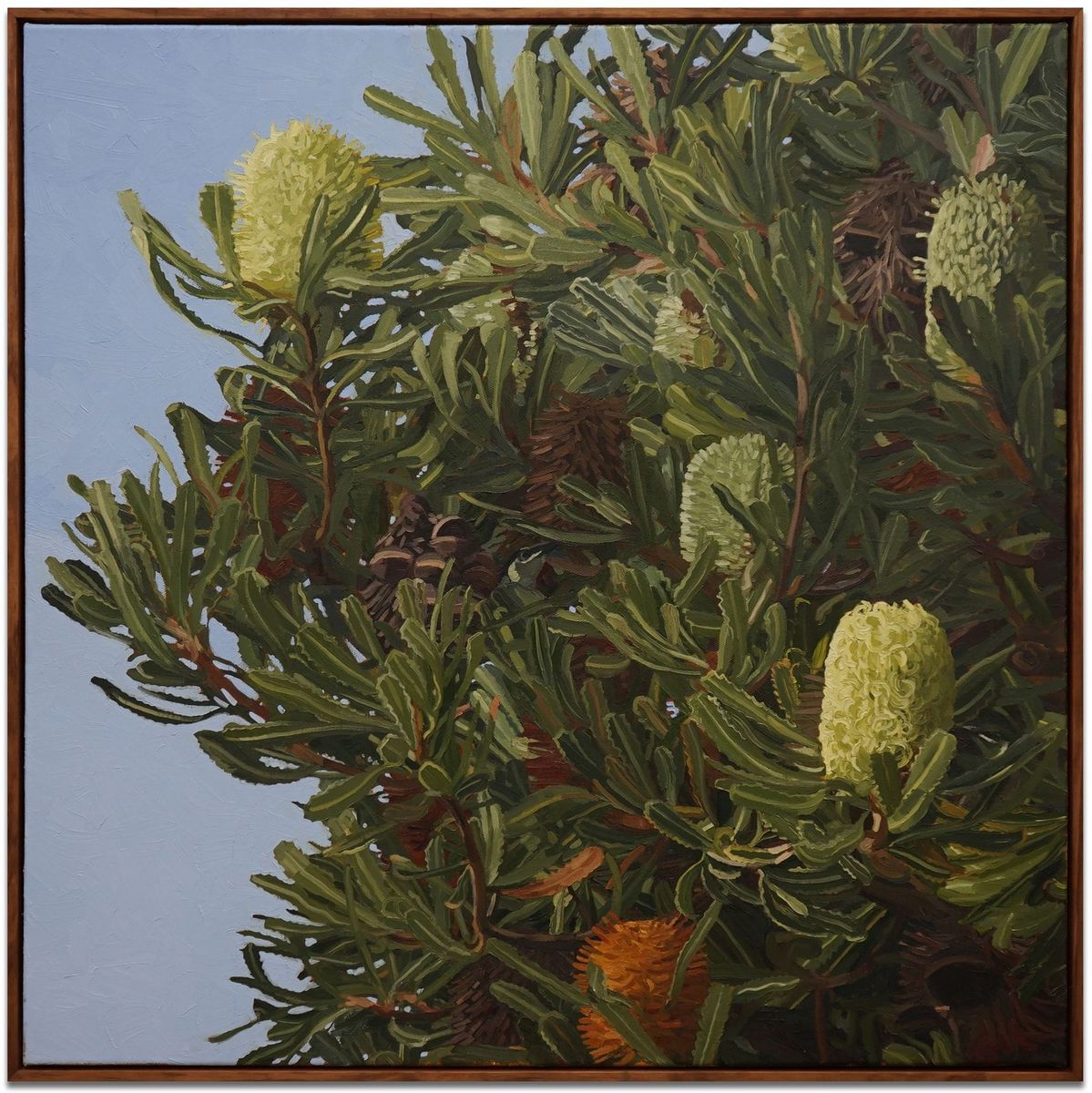Judith Sinnamon - Banksia Aemula with Lewin’s Honeyeaters