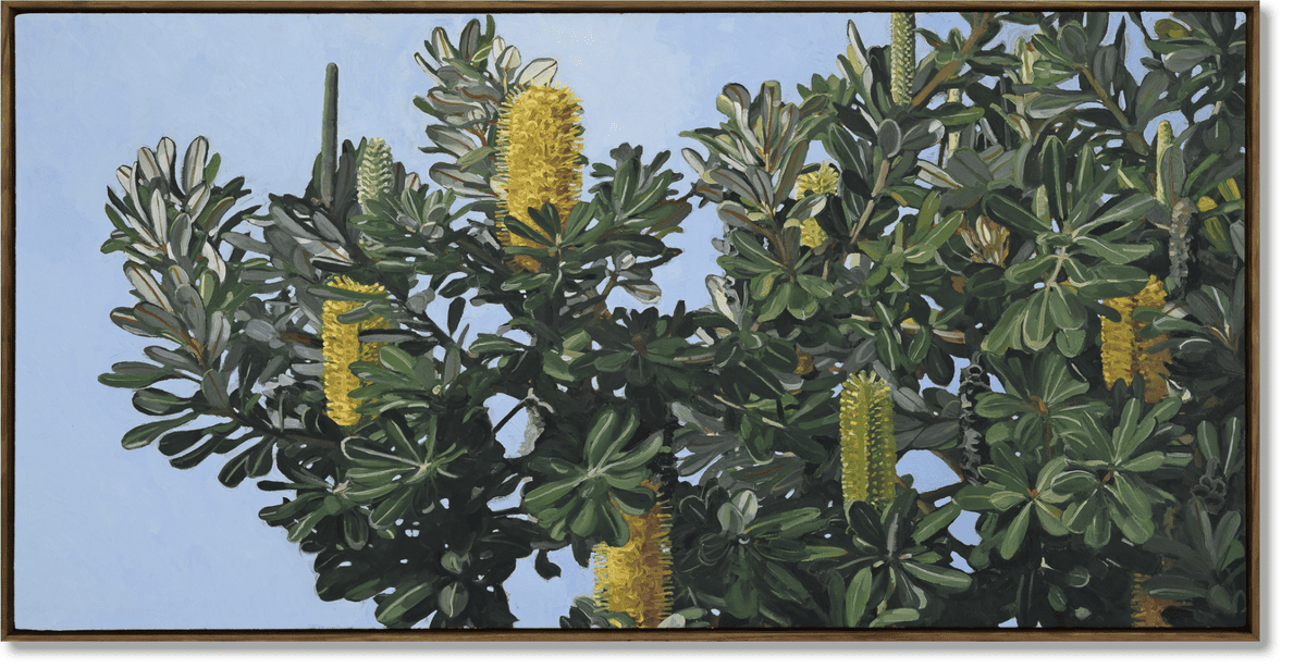 Judith Sinnamon - Banksia On Jinibara Country #1