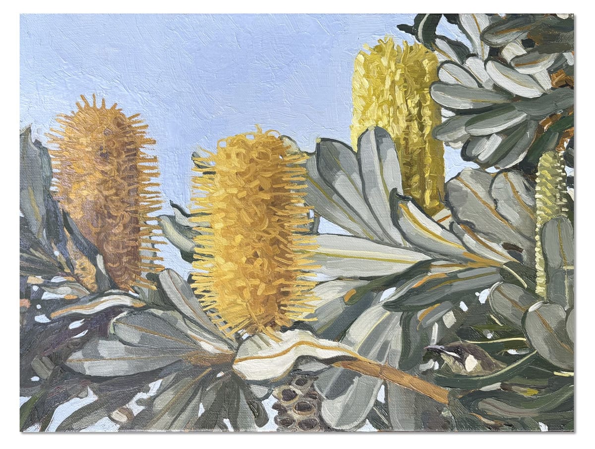 Judith Sinnamon - Banksia Integrifolia #7