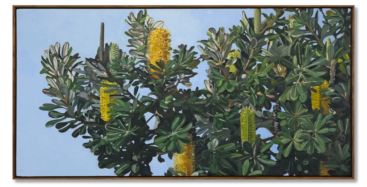 Judith Sinnamon - Banksia On Jinibara Country #1