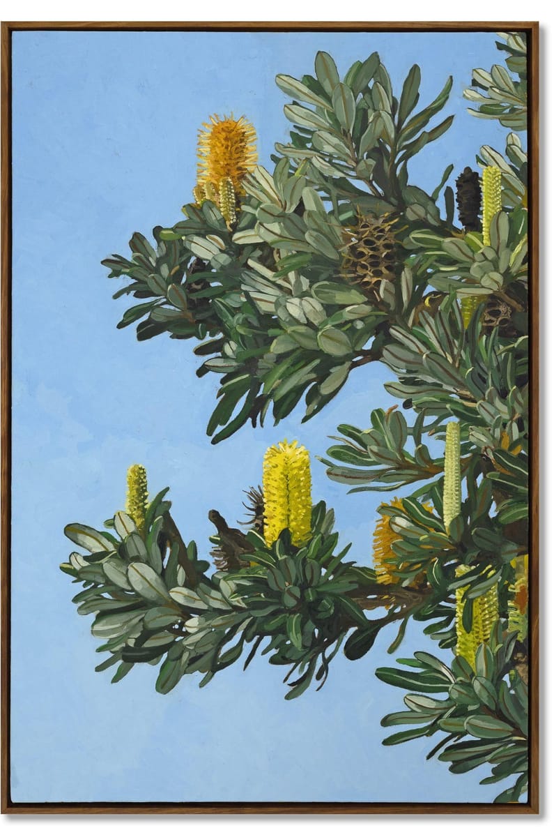 Judith Sinnamon - Banksia On Jinibara Country #2