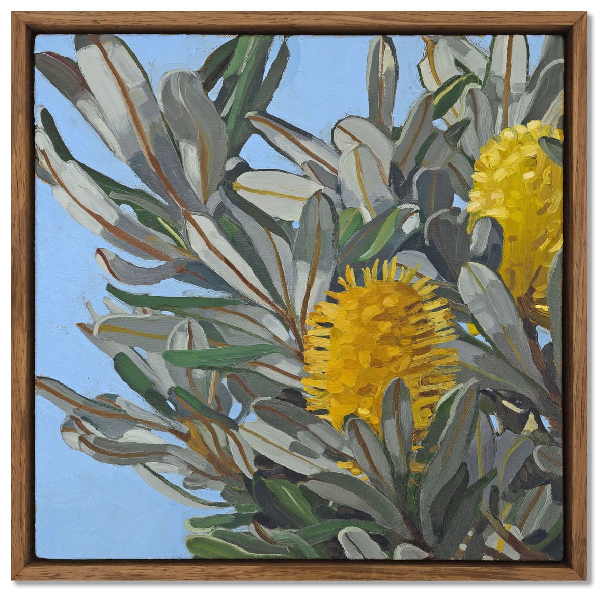 Judith Sinnamon - Banksia On Jinibara Country #3