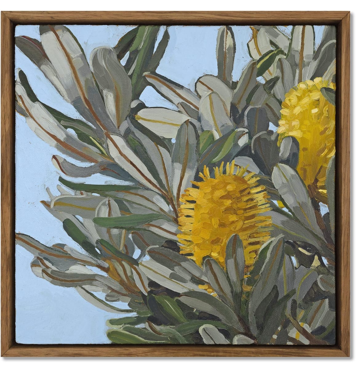 Judith Sinnamon - Banksia On Jinibara Country #3