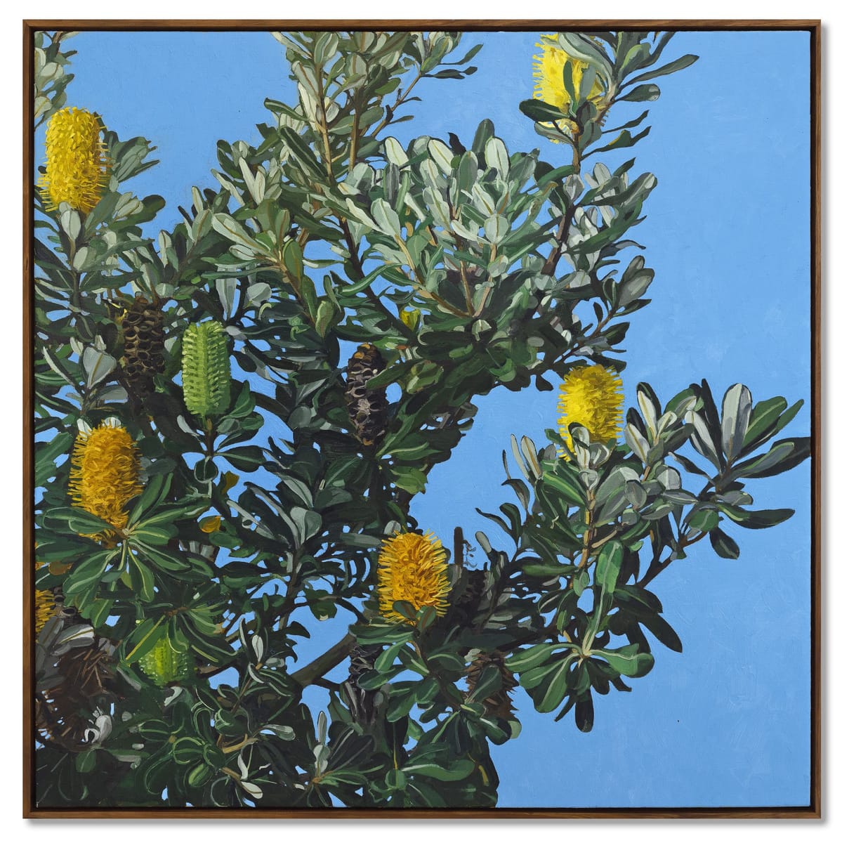 Judith Sinnamon - Banksia On Jinibara Country #4