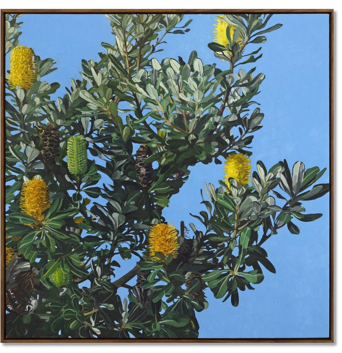 Judith Sinnamon - Banksia On Jinibara Country #4