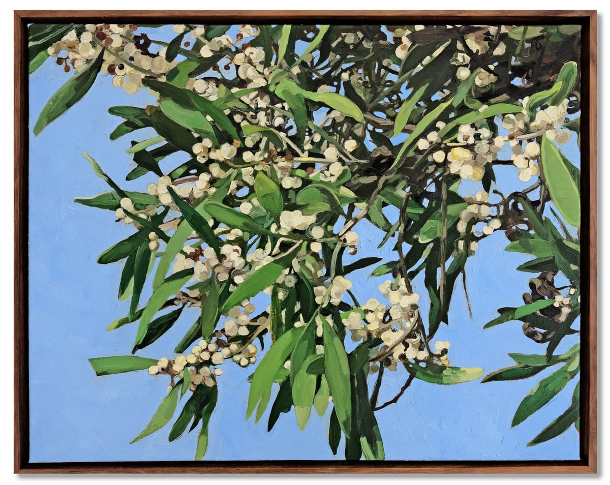 Judith Sinnamon - Black Wattle on Jinibara Country