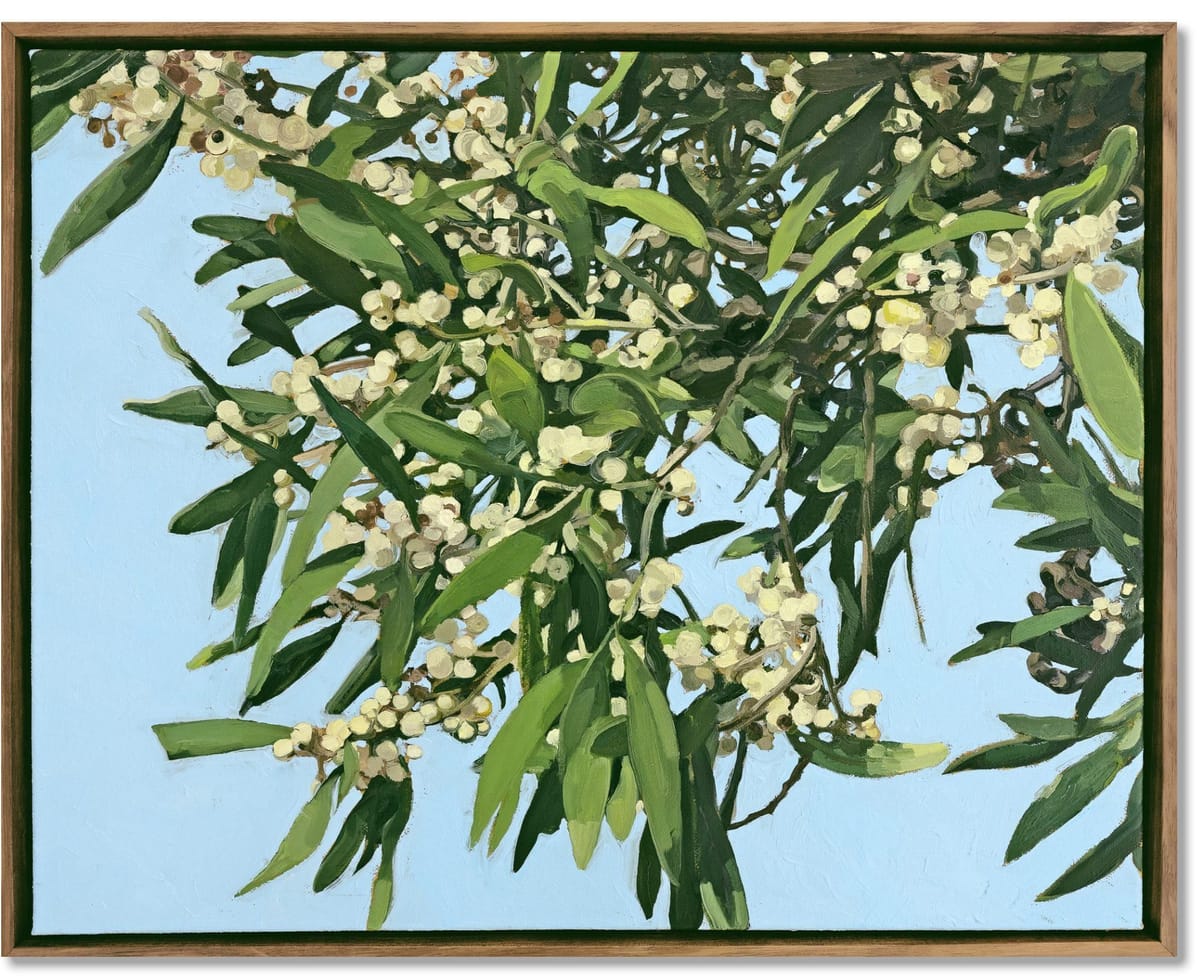 Judith Sinnamon - Black Wattle On Jinibara Country