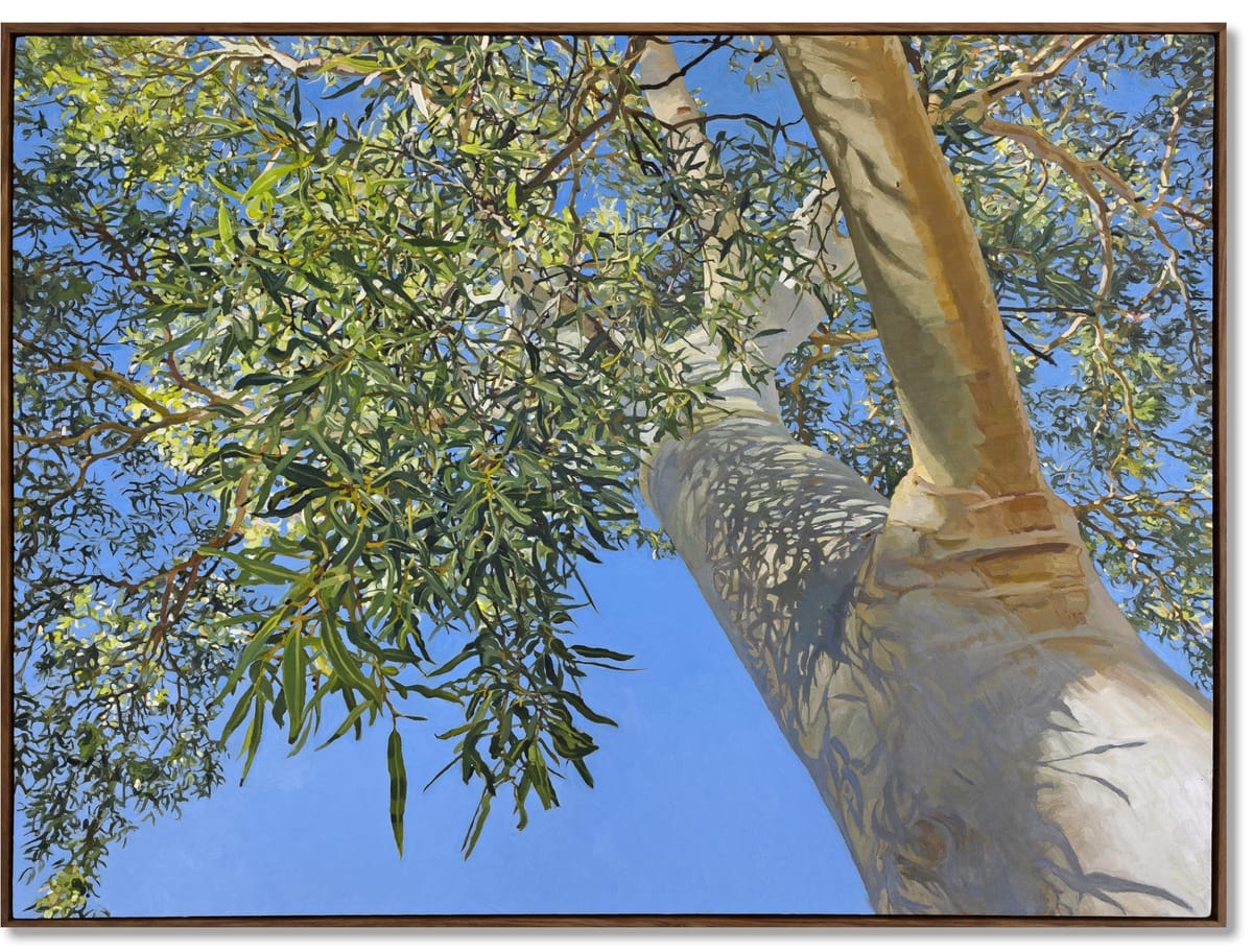 Judith Sinnamon - Ghost Gum Alice Springs, Mparntwe, Arrente Country #1