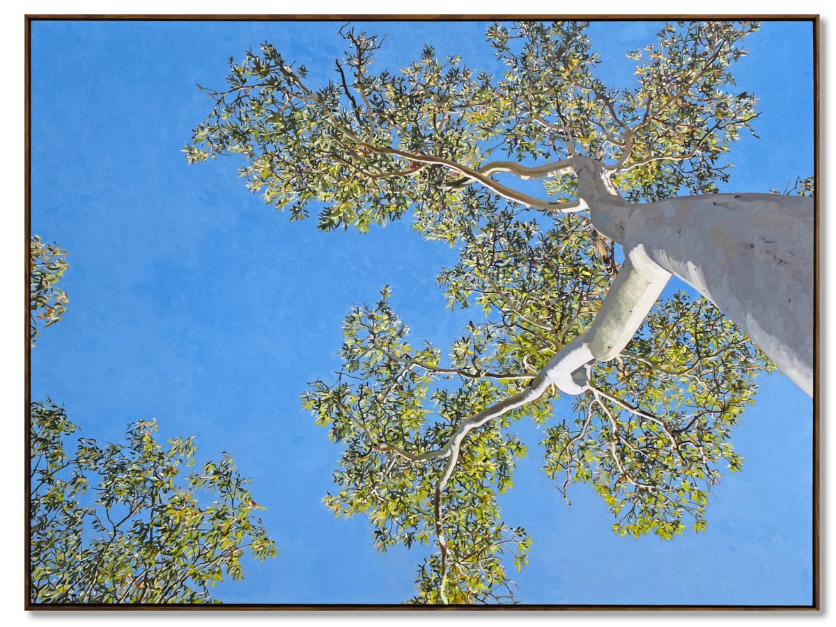 Judith Sinnamon - Ghost Gum Alice Springs, Mparntwe, Arrente Country #2