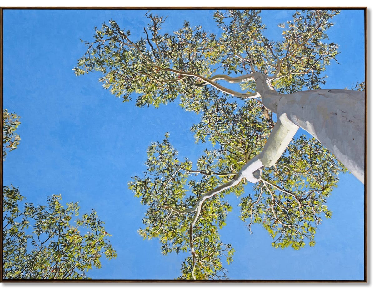 Judith Sinnamon - Ghost Gum Alice Springs, Mparntwe, Arrente Country #2