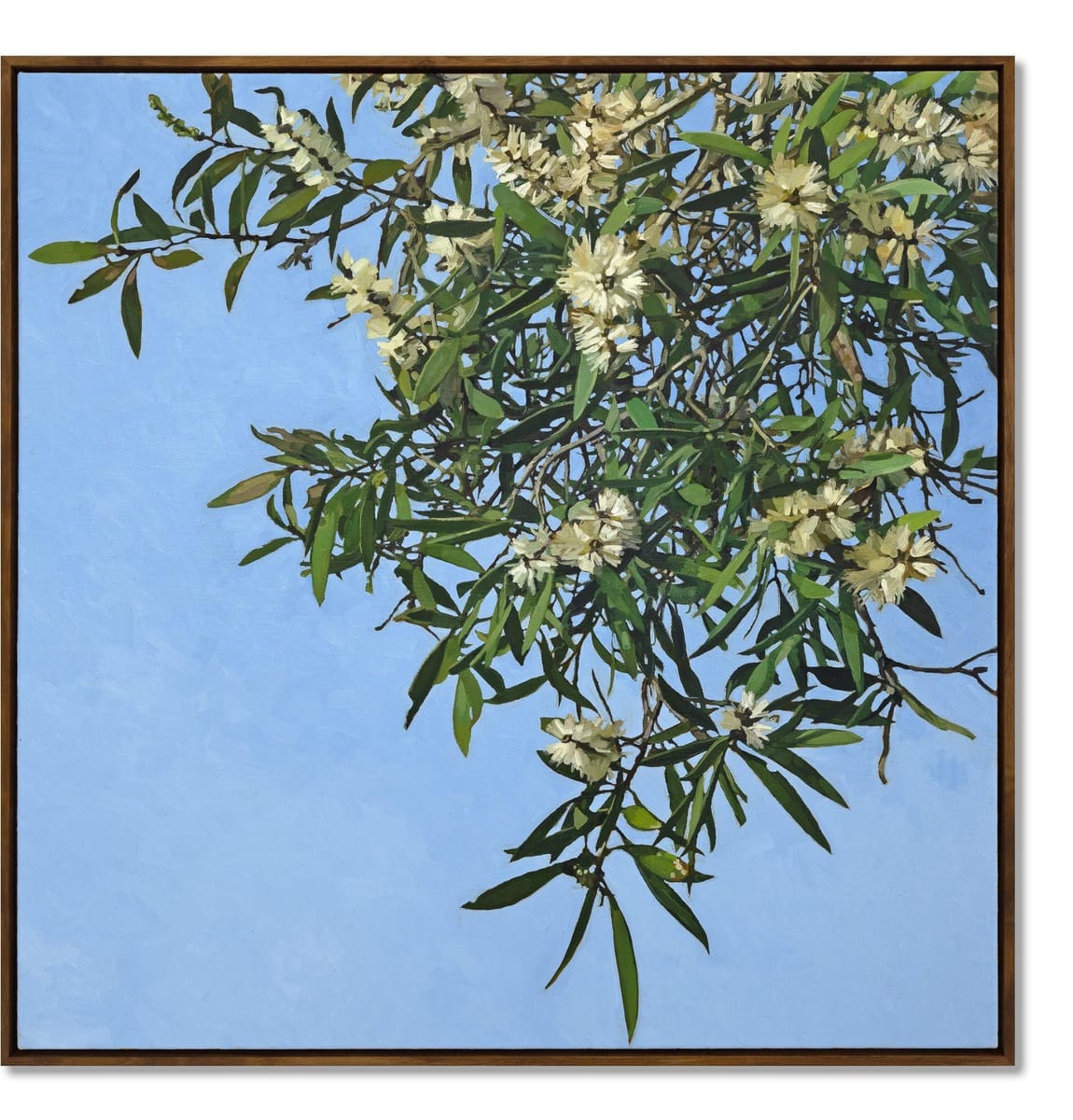 Judith Sinnamon - Melaleuca on Jinibara Country #1